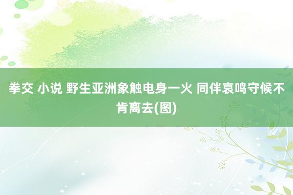 拳交 小说 野生亚洲象触电身一火 同伴哀鸣守候不肯离去(图)